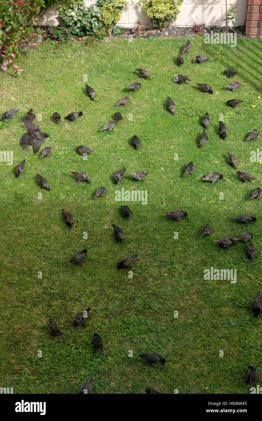 starlings feeding in a back garden lawn Stock Photo
