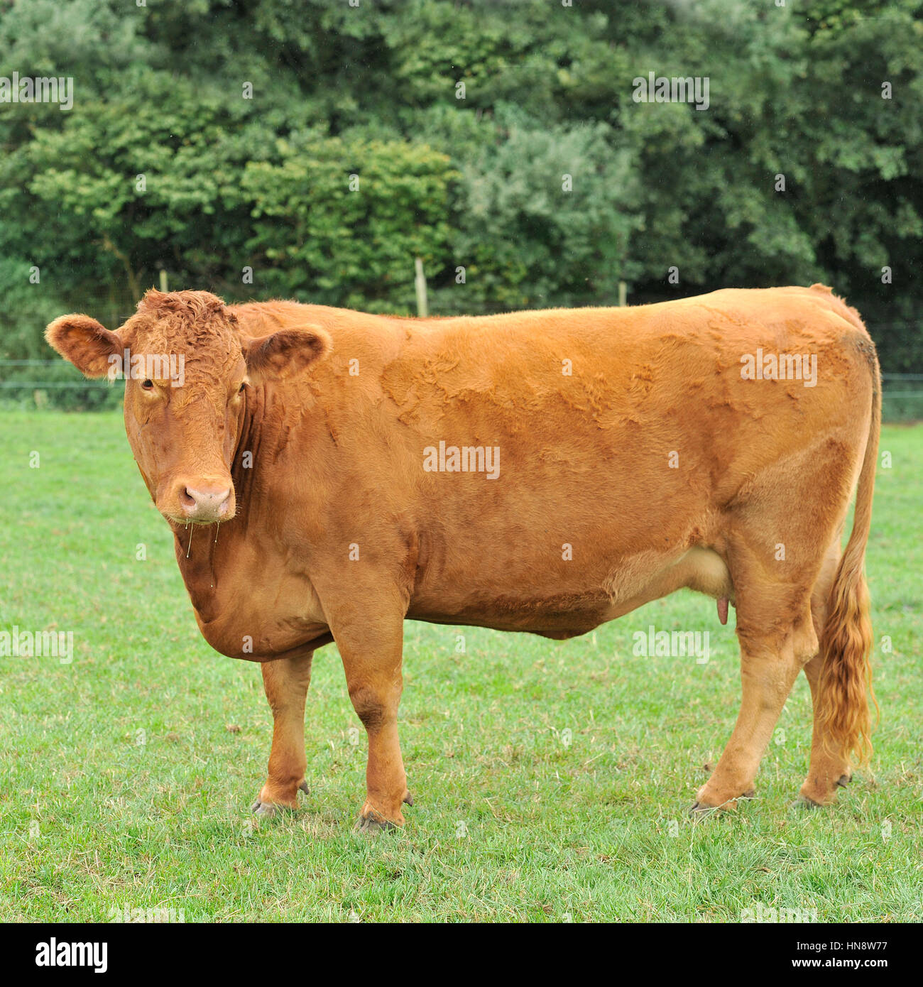 pedigree south devon suckler cow Stock Photo