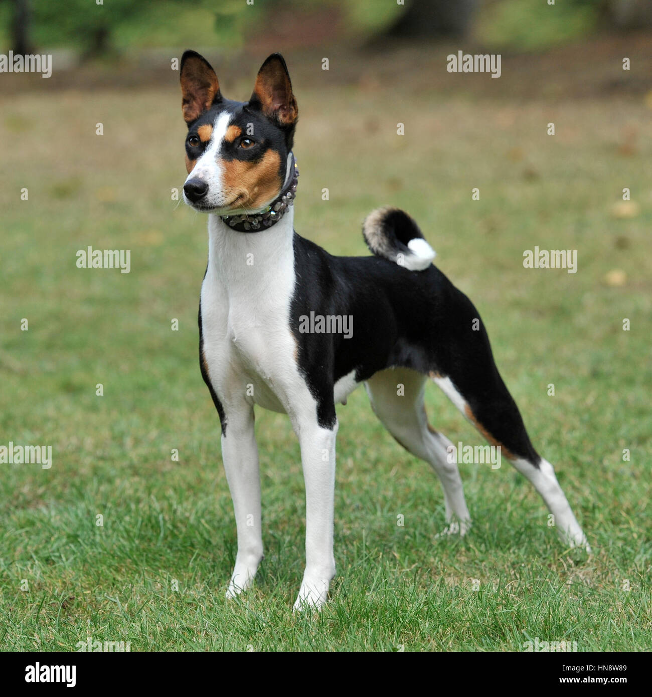 basenji Stock Photo