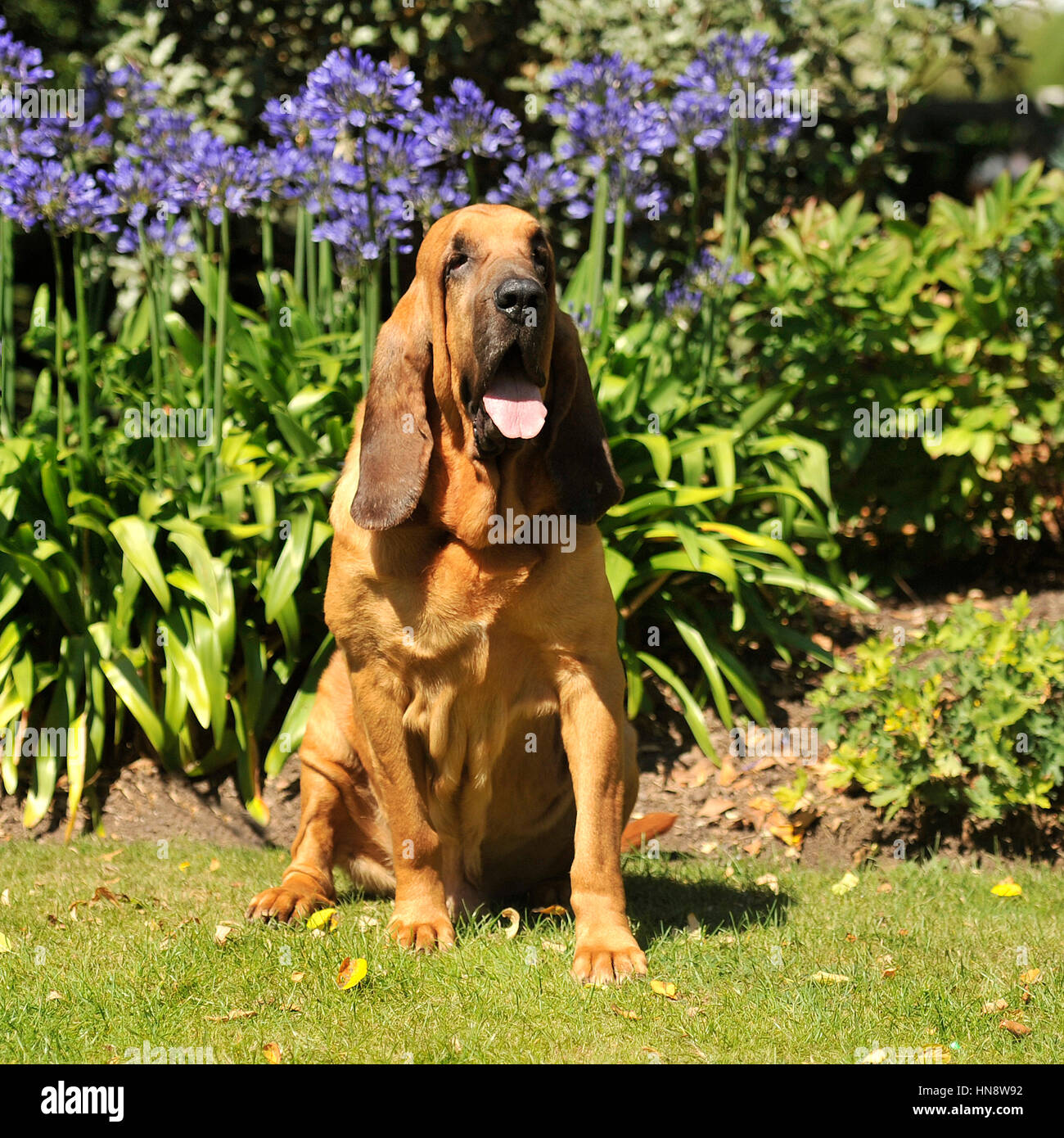 Bloodhound Sitting Stock Photos & Bloodhound Sitting Stock Images Alamy