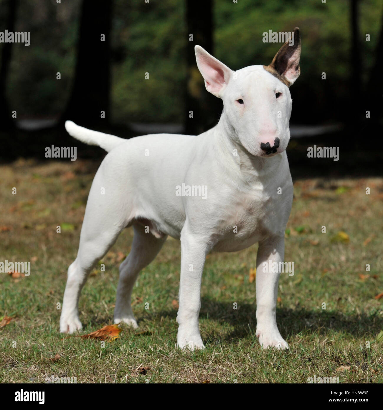 english bull terrier Stock Photo