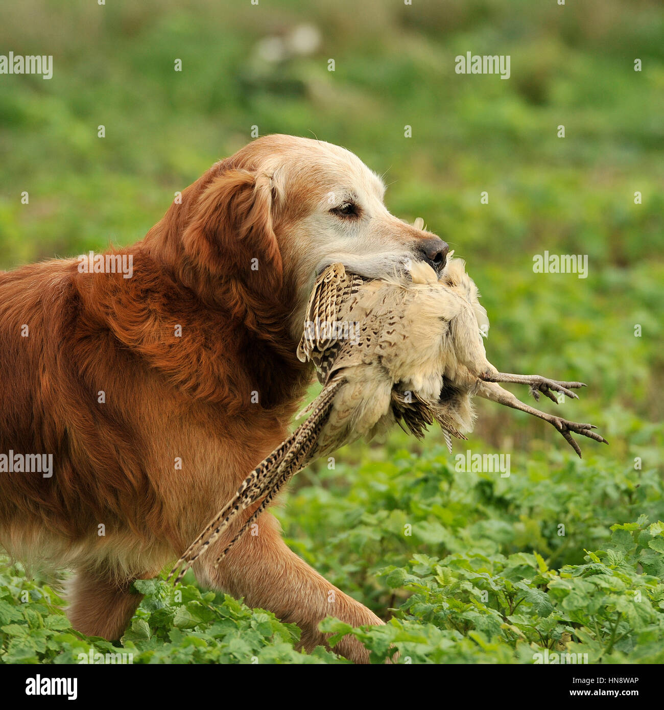 golden retriever retrieving a pheasant Stock Photo