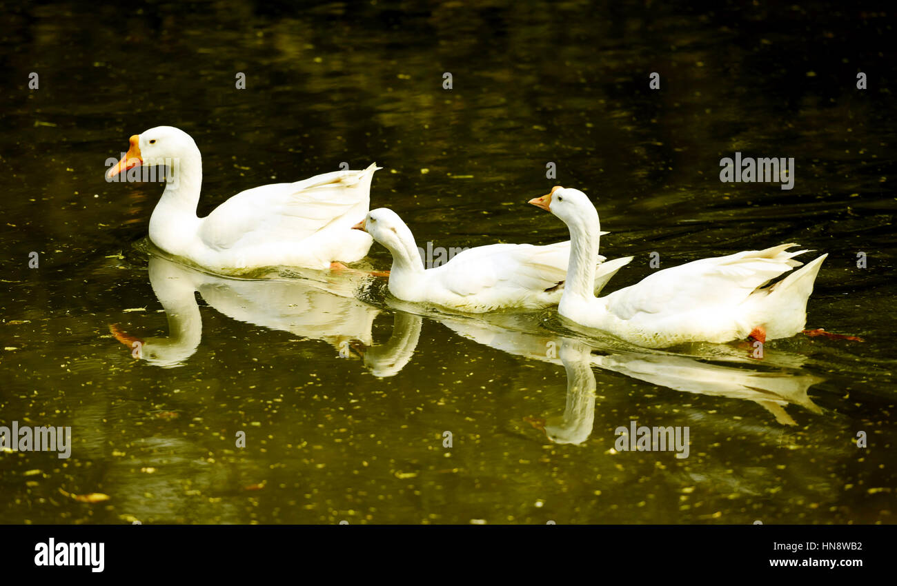 Three swans, swimming in a lake Stock Photo