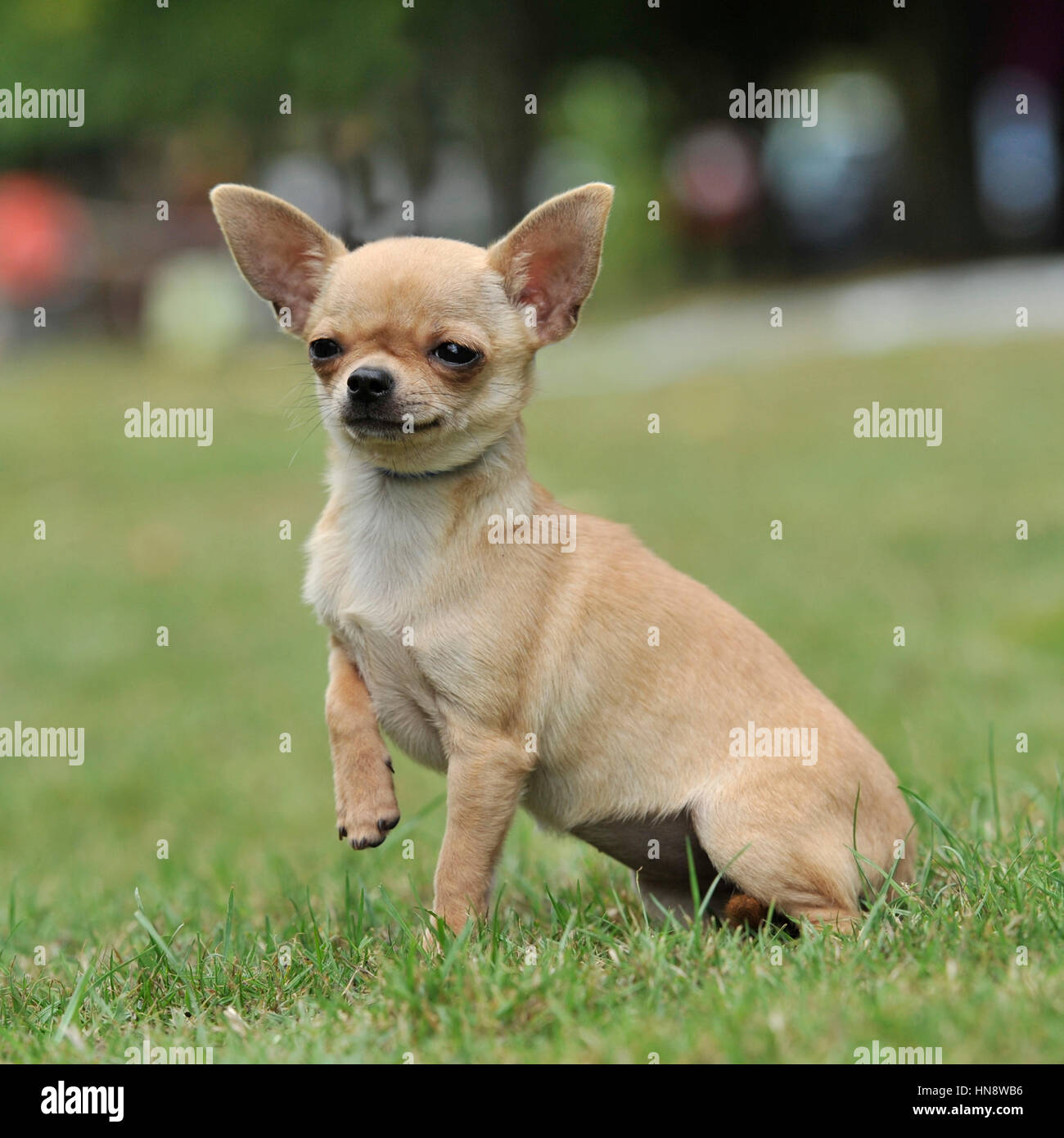 chihuahua dog Stock Photo