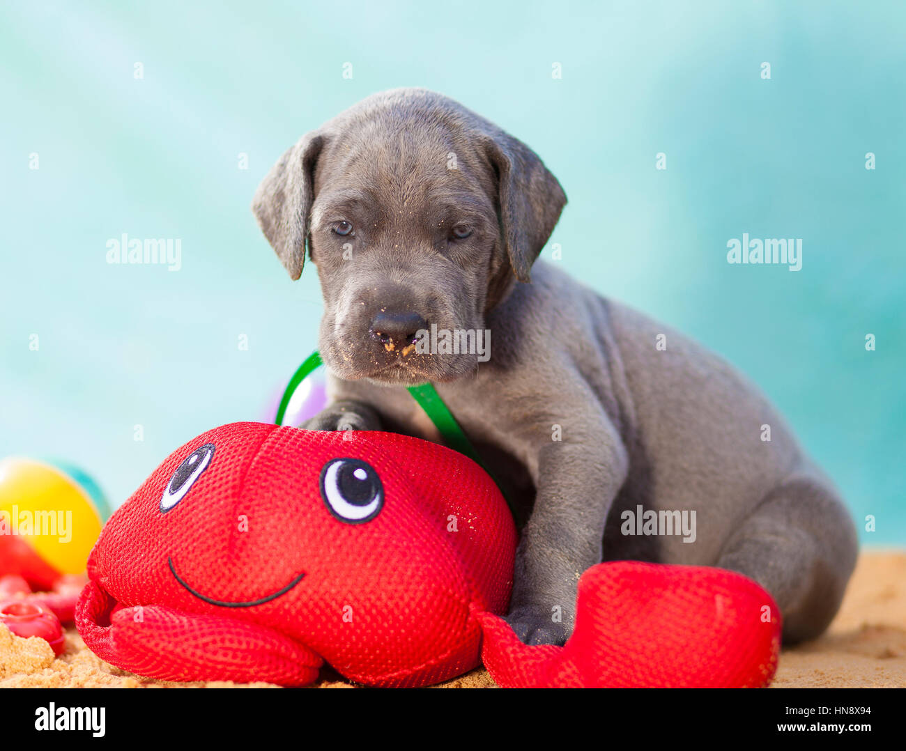 Purebred blue Great Dane puppy with a toy in the sand Stock Photo Alamy