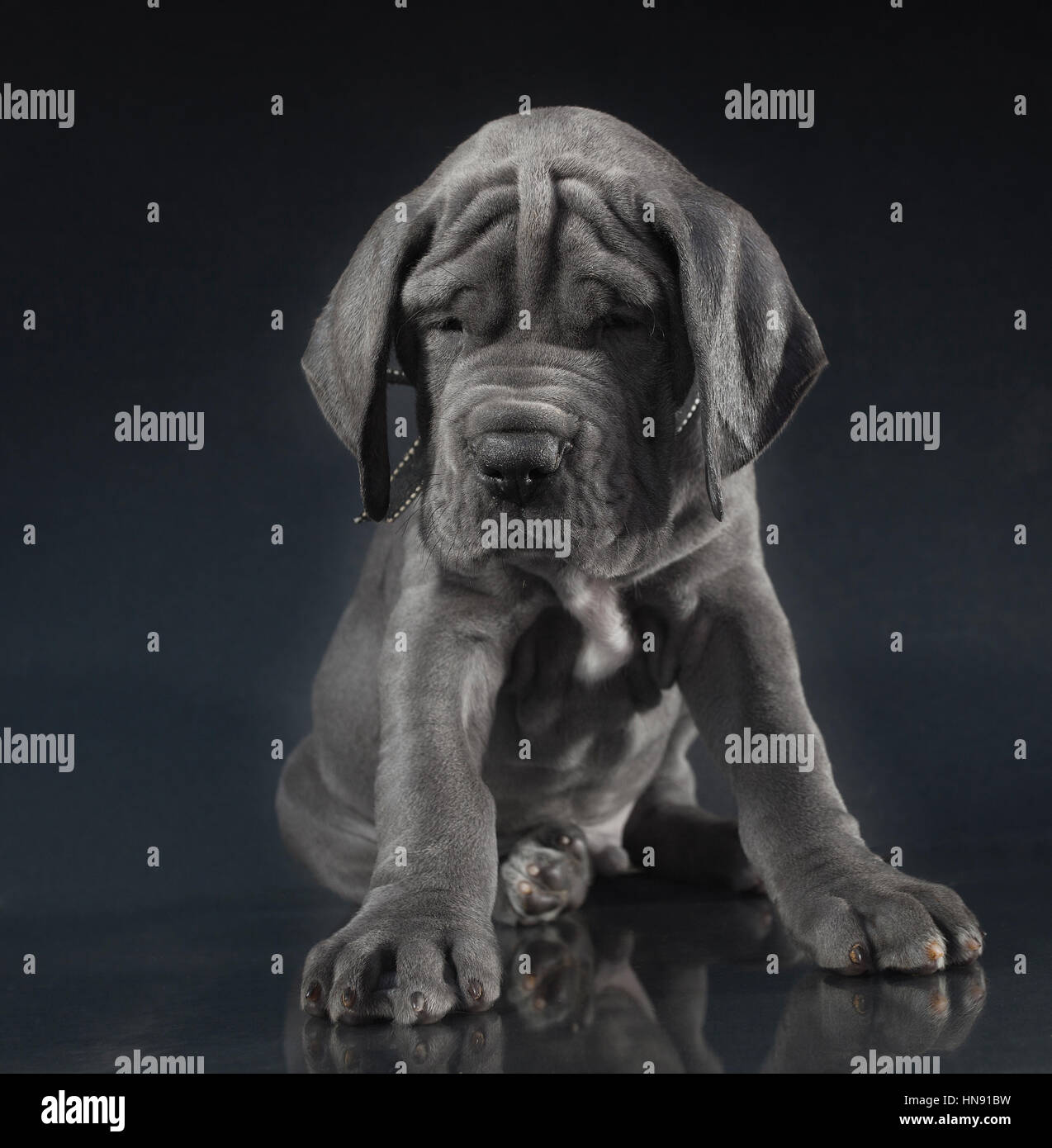 Purebred Great Dane puppy with lots of wrinkles on its face Stock Photo