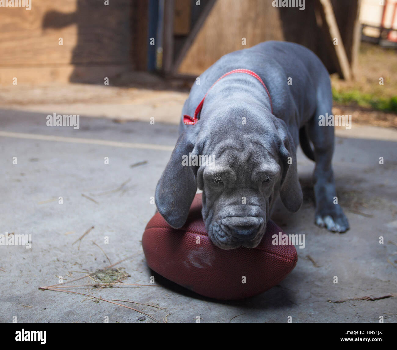 Great dane hot sale puppy biting