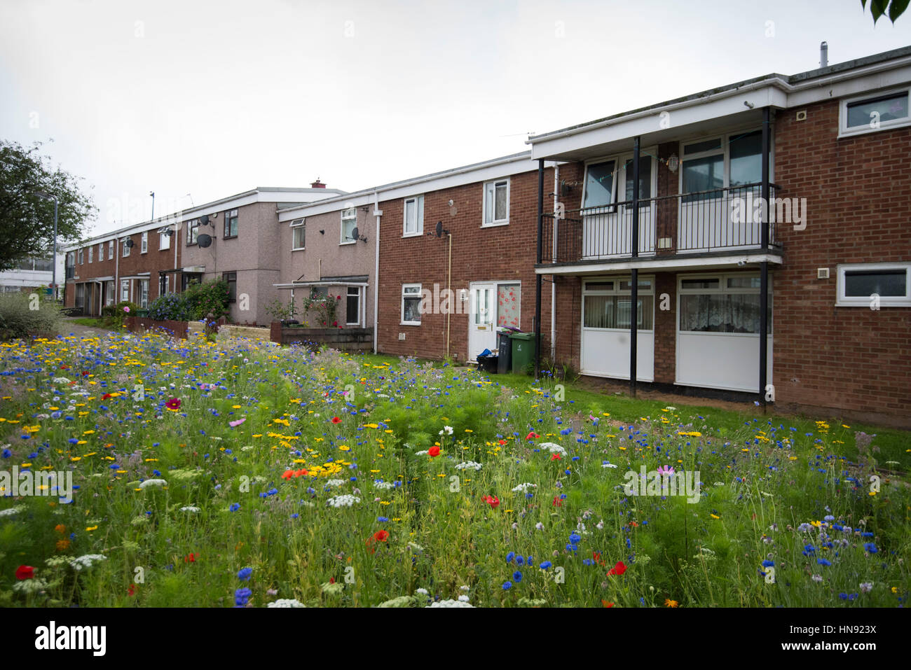 Wild flowers planted on a council housing estate in Cwmbran, South