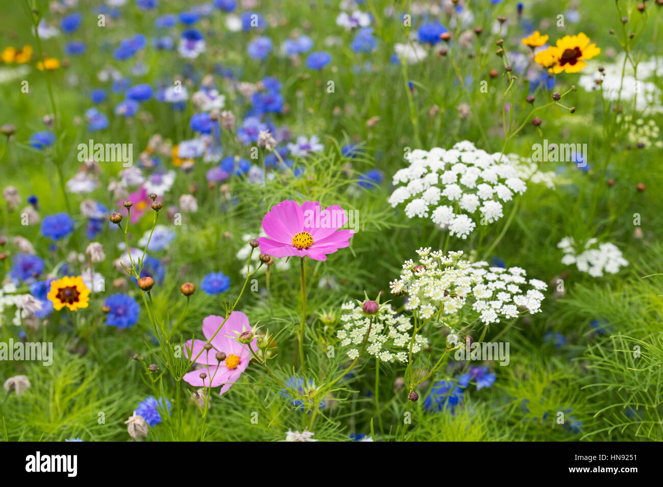 Natural wildflowers on display. Stock Photo