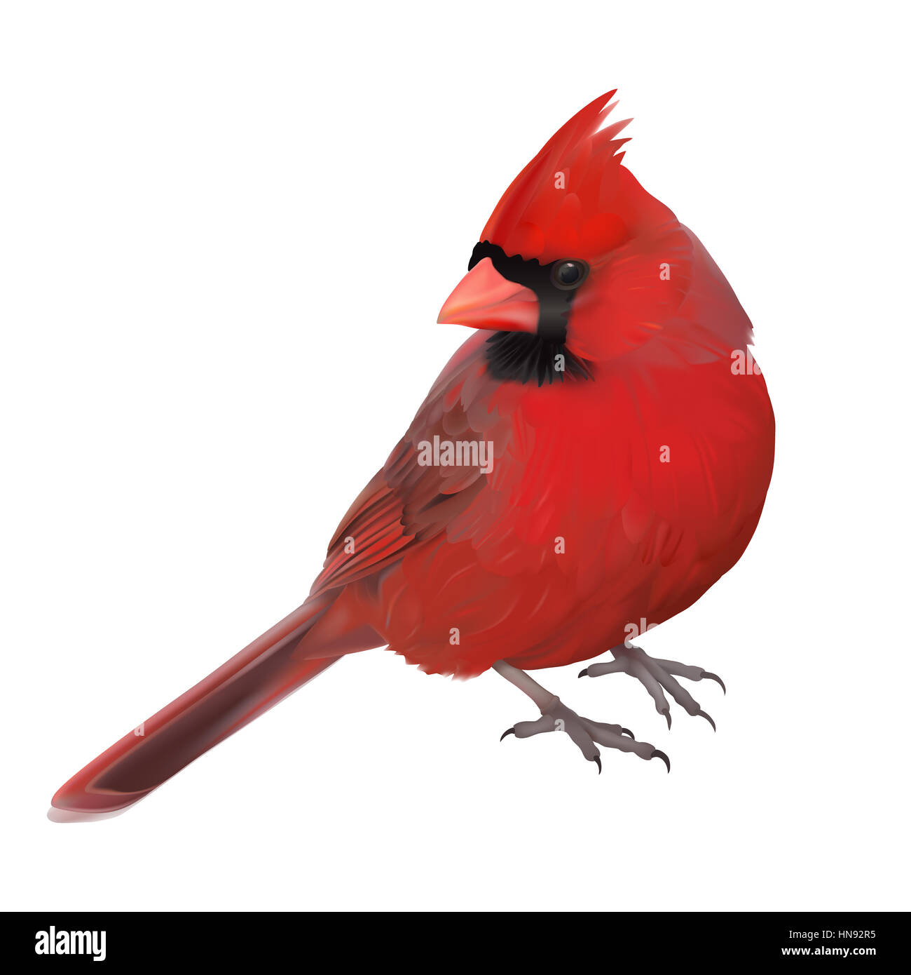 Northern Cardinal - Cardinalis cardinalis. A male bird showing off its beautiful red plumage. Stock Photo