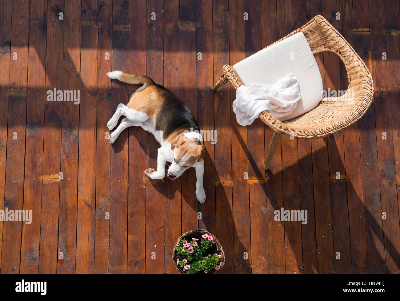 Dog lying on wooden terrace. Rattan chair and flower pot. Stock Photo