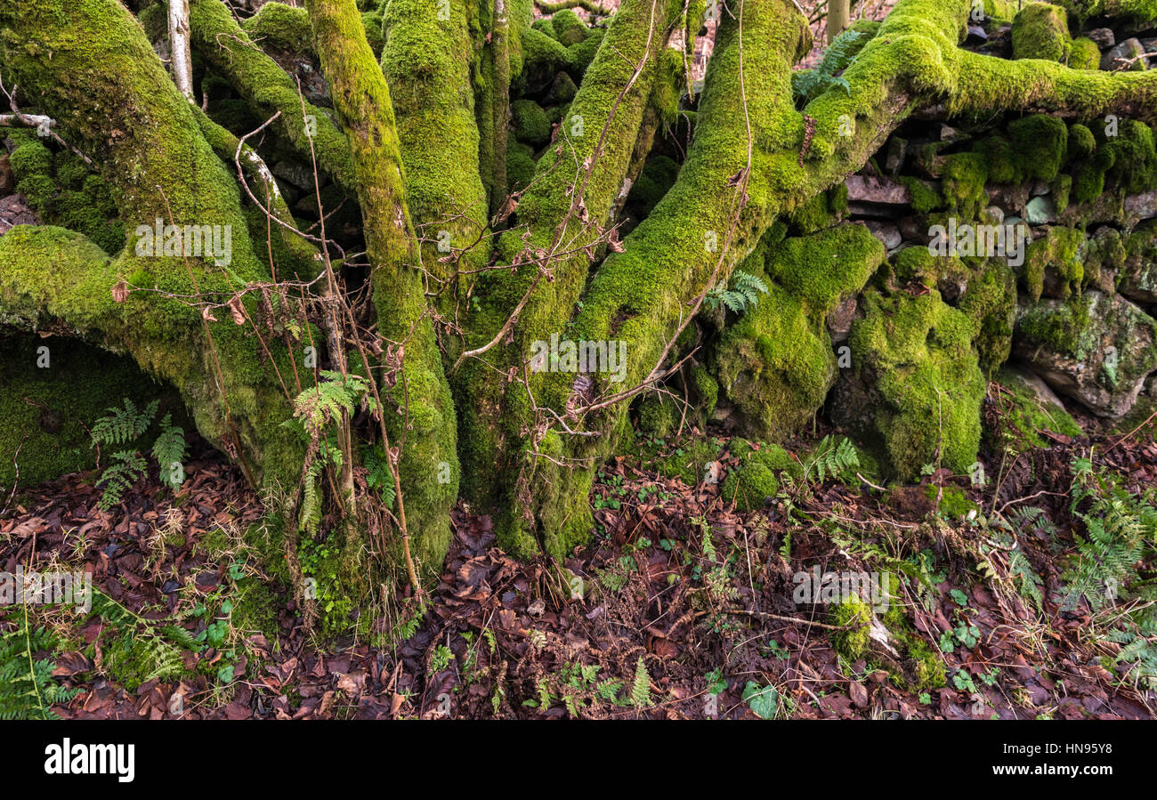 Moss and Ferns on Drystone Walls and trees Stock Photo