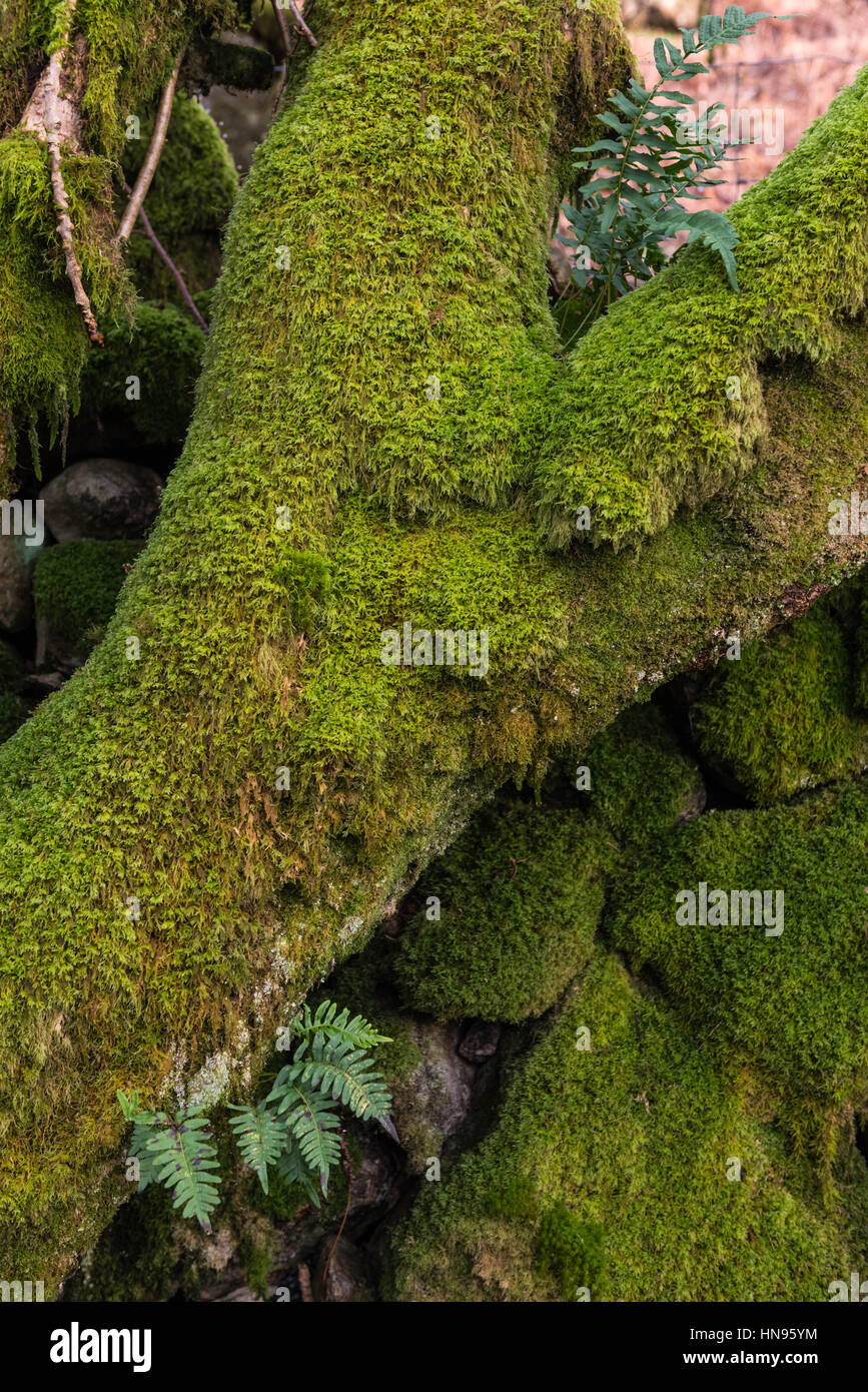 Moss and Ferns on Drystone Walls and trees Stock Photo