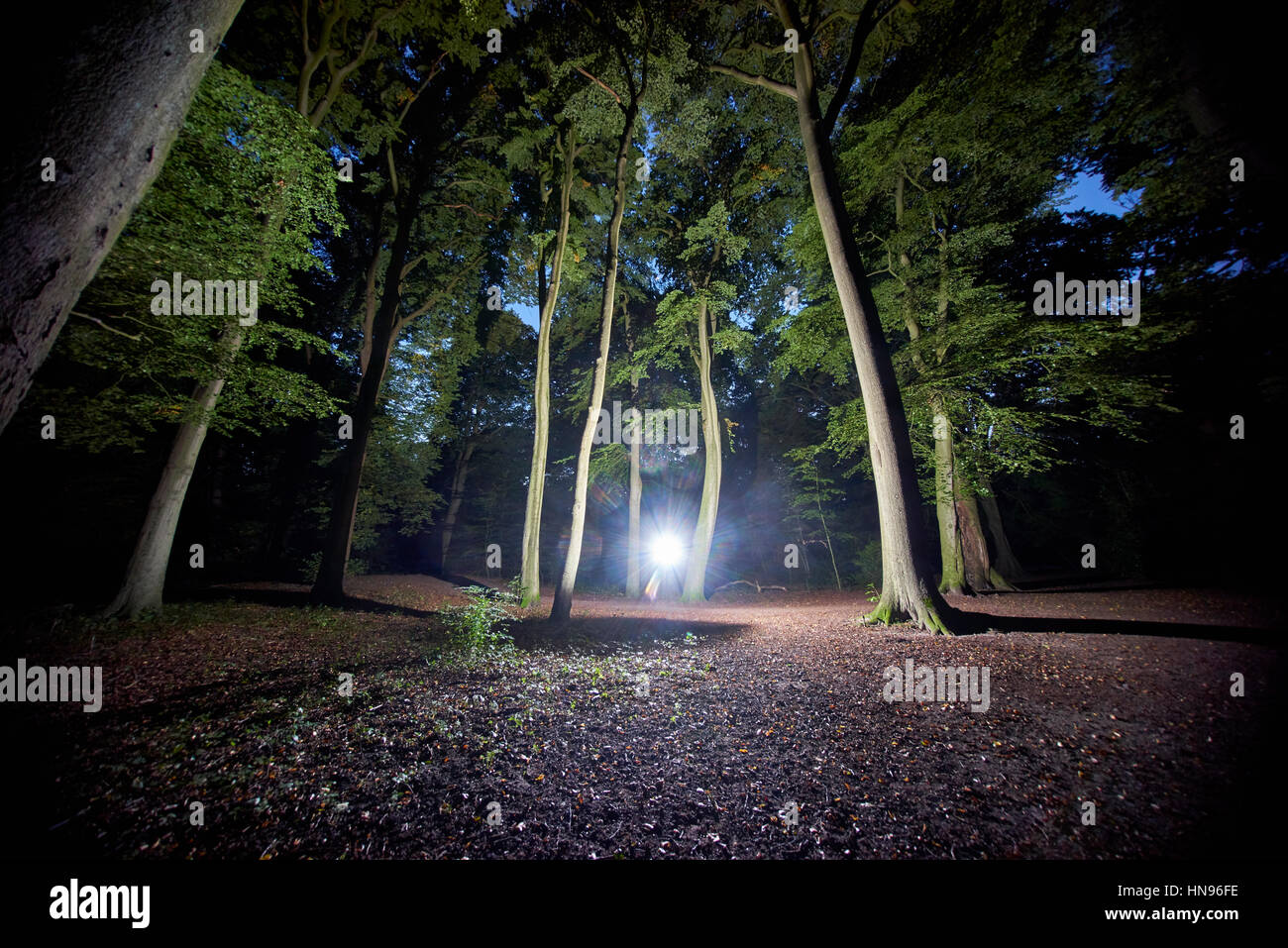 forrest in the night with spooky light. Stock Photo