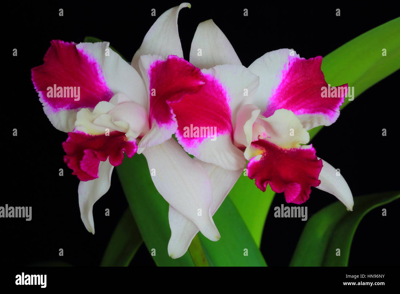 beautiful white and red orchid blooming Stock Photo