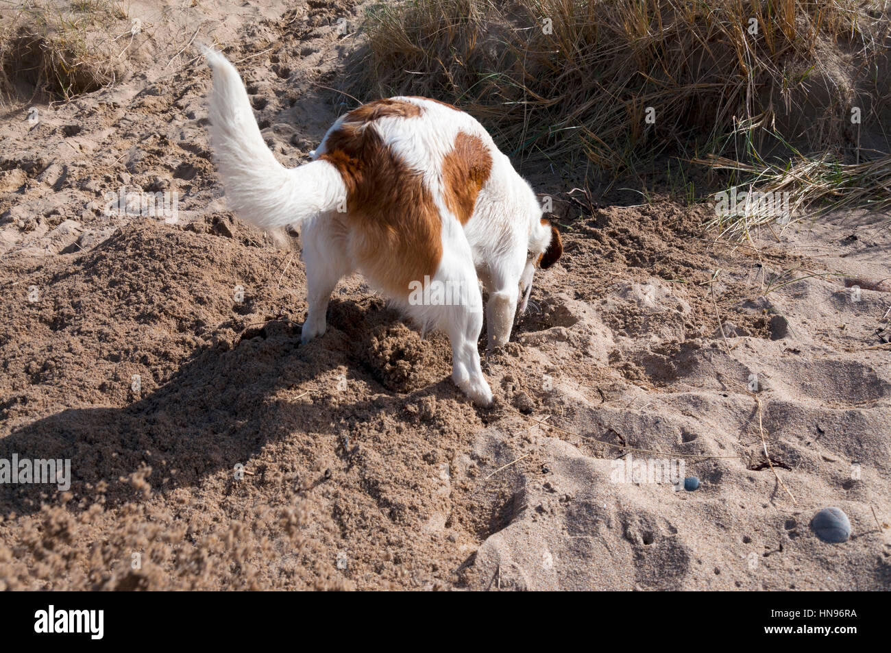 Dog fun in the sand hires stock photography and images Alamy