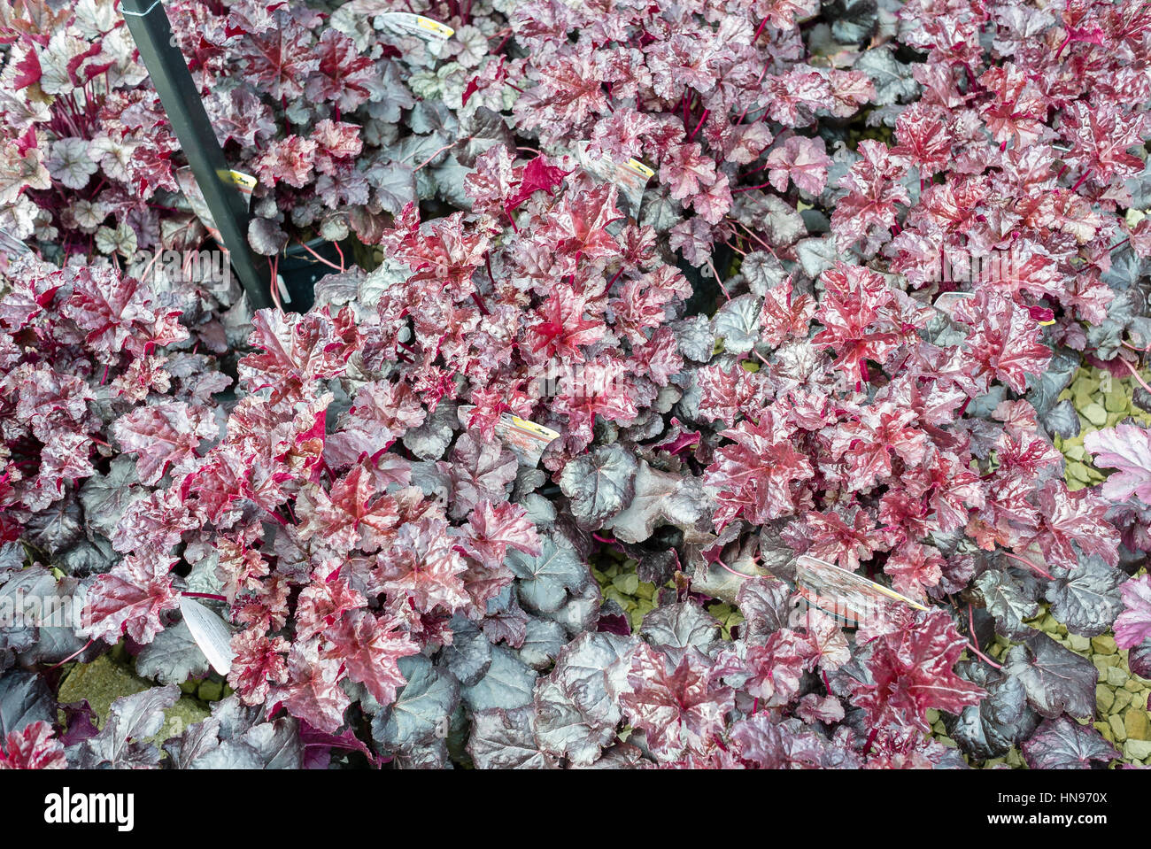 Mass of Heuchera Liquorice at a plant centre for sale in UK Stock Photo