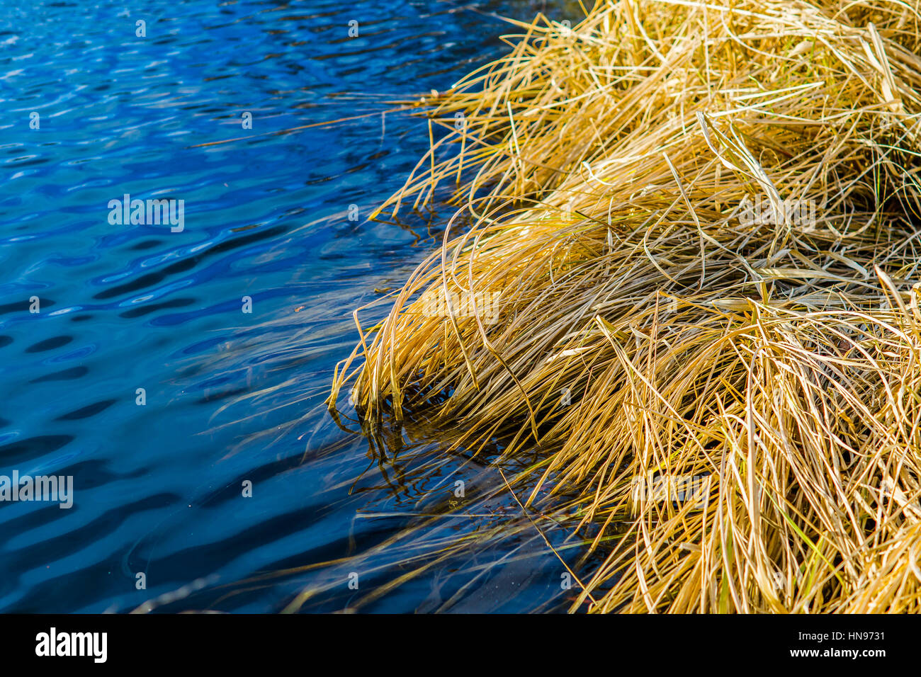 Dry ling, reed, carex, plants in the cold water of the autumn river, pond or lake. The end of the autumn. Yellow, orange, blue and gray colors Stock Photo