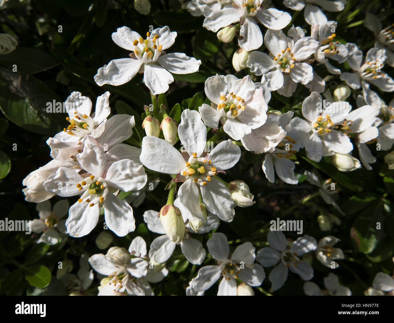 Choisya grandiflora ternata in flower in Spring Stock Photo
