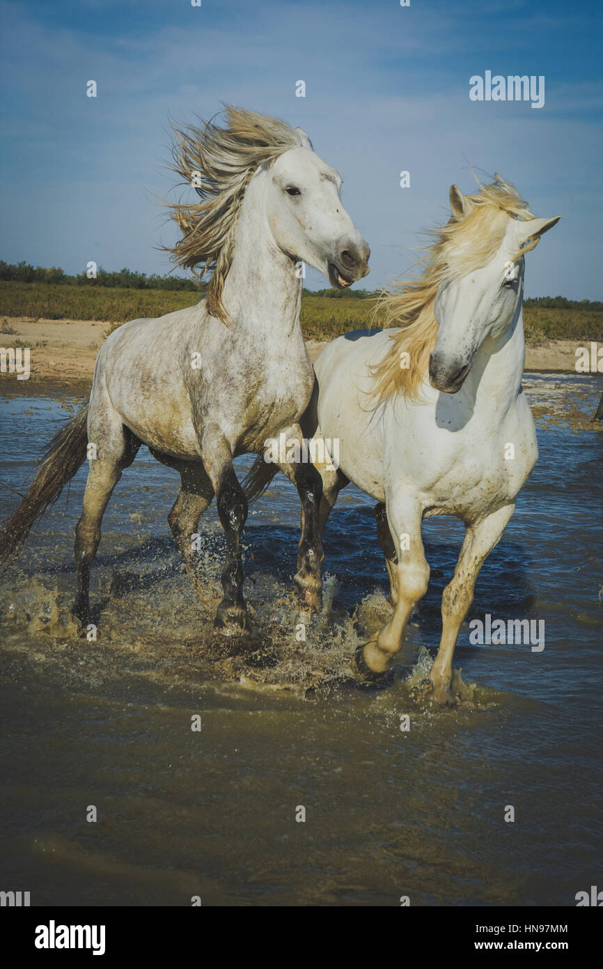 Horse Chase Stock Photo