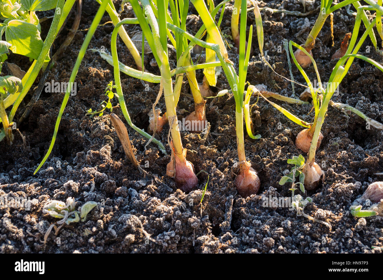Onion sets growing in a temporary place in early winter Stock Photo