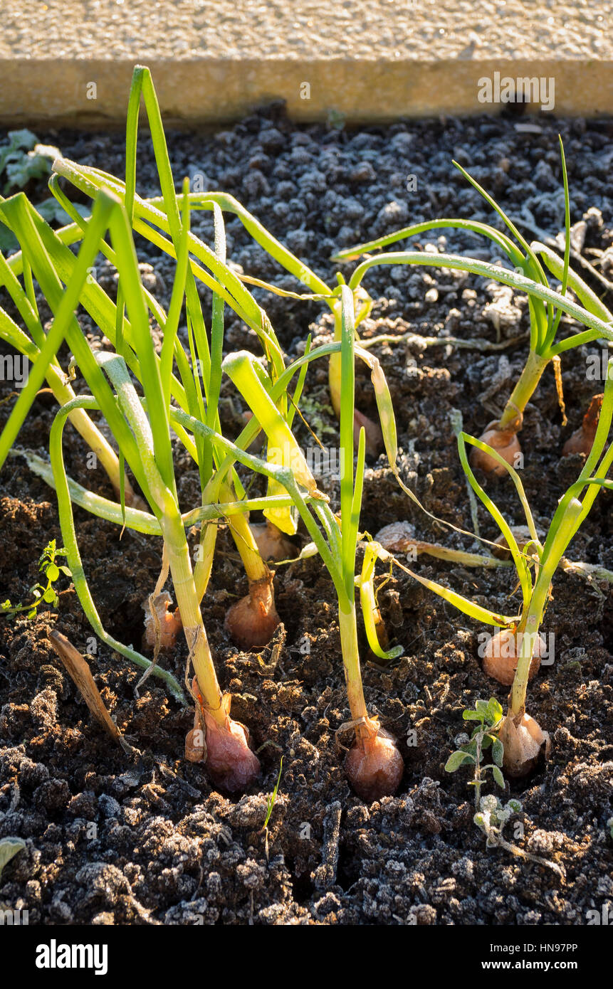 Onion sets growing in a temporary place in early winter Stock Photo