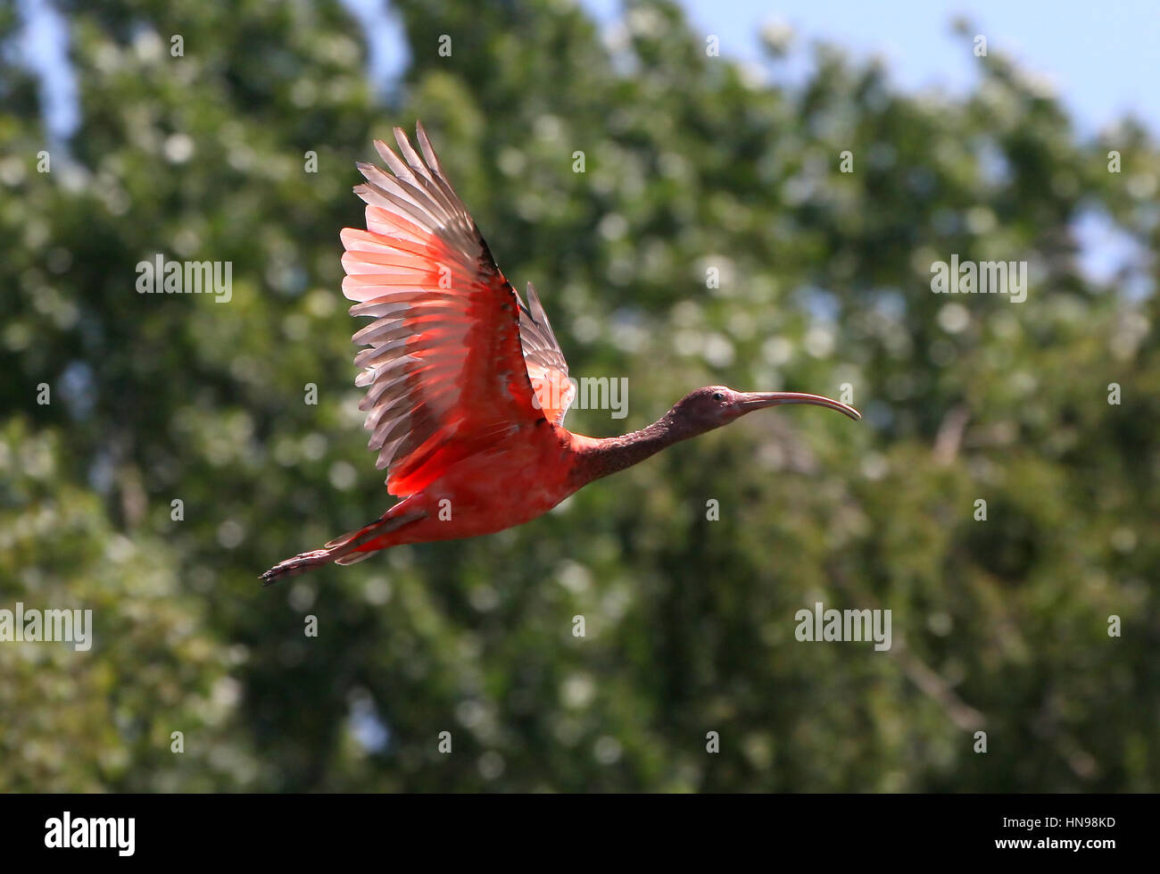 Juvenile South American Scarlet Ibis (Eudocimus ruber) in flight Stock Photo