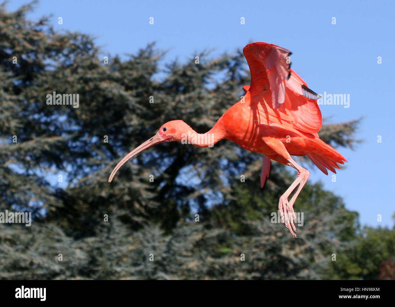 scarlet-ibis-in-flight-hi-res-stock-photography-and-images-alamy
