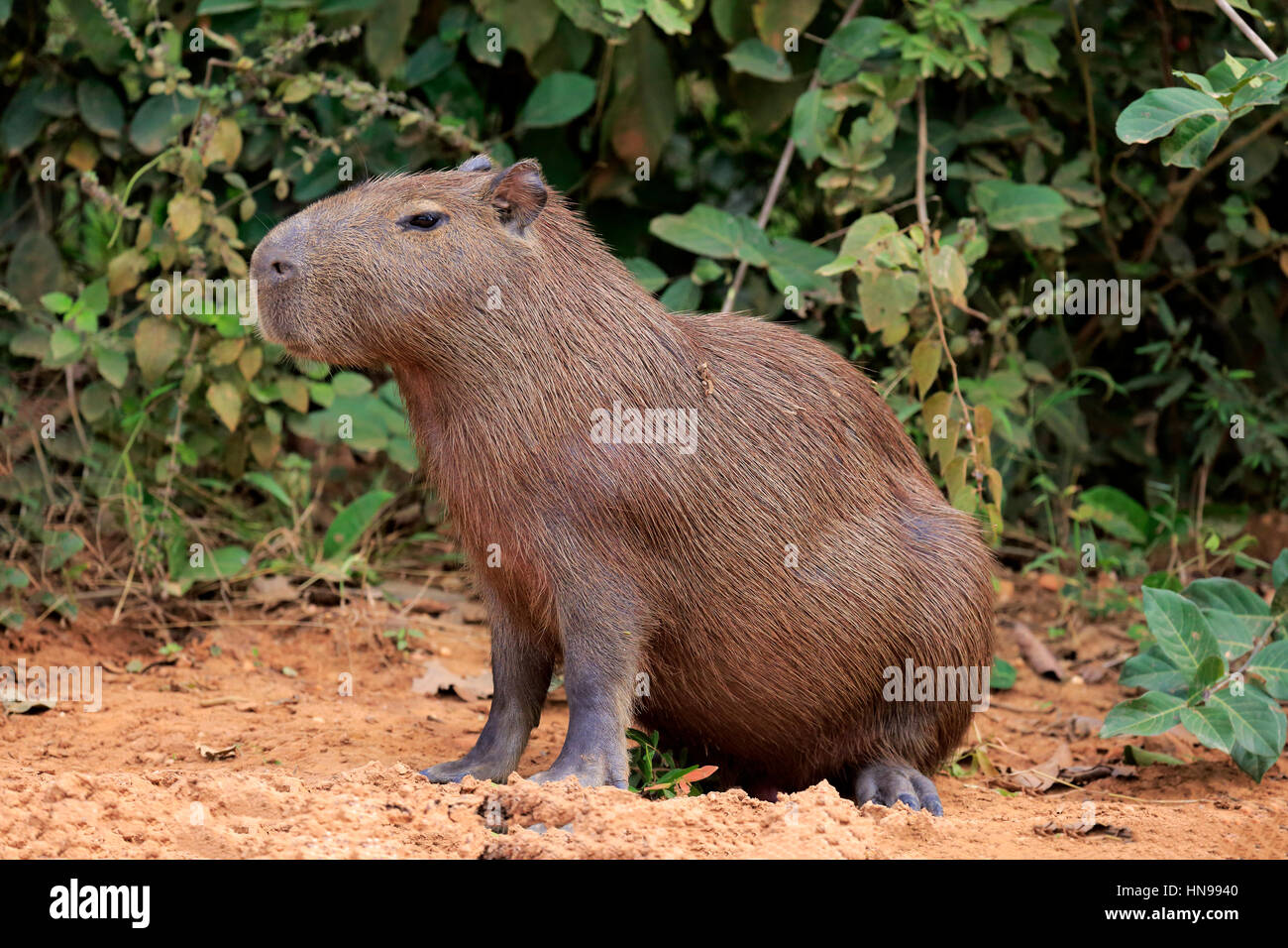 Capybara, (Hydrochoerus hydrochaeris), adult on shore alert, Pantanal ...
