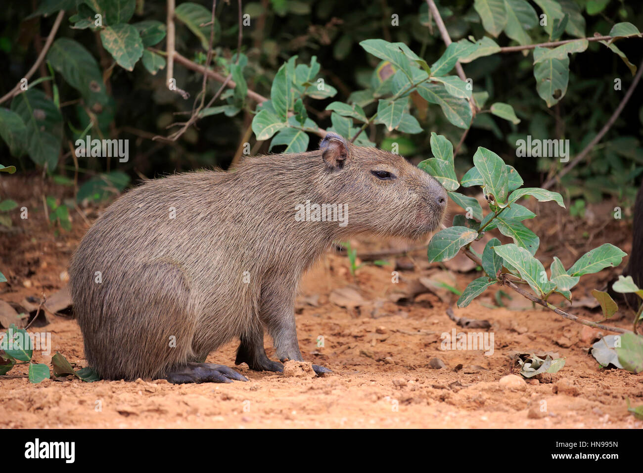 Capybara, (Hydrochoerus hydrochaeris), young on shore alert, Pantanal ...
