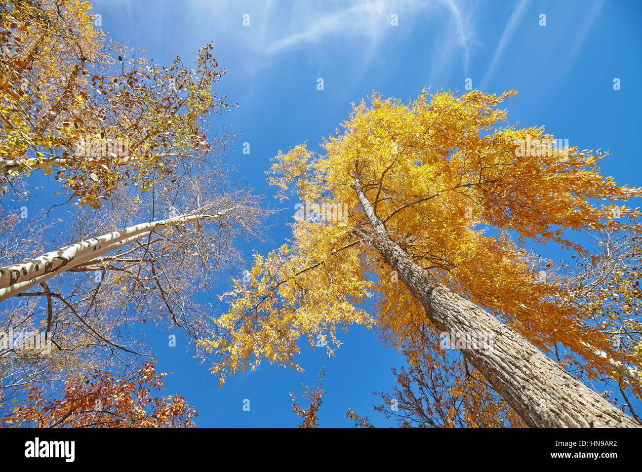 Looking up at autumn trees on a sunny day, nature background. Stock Photo