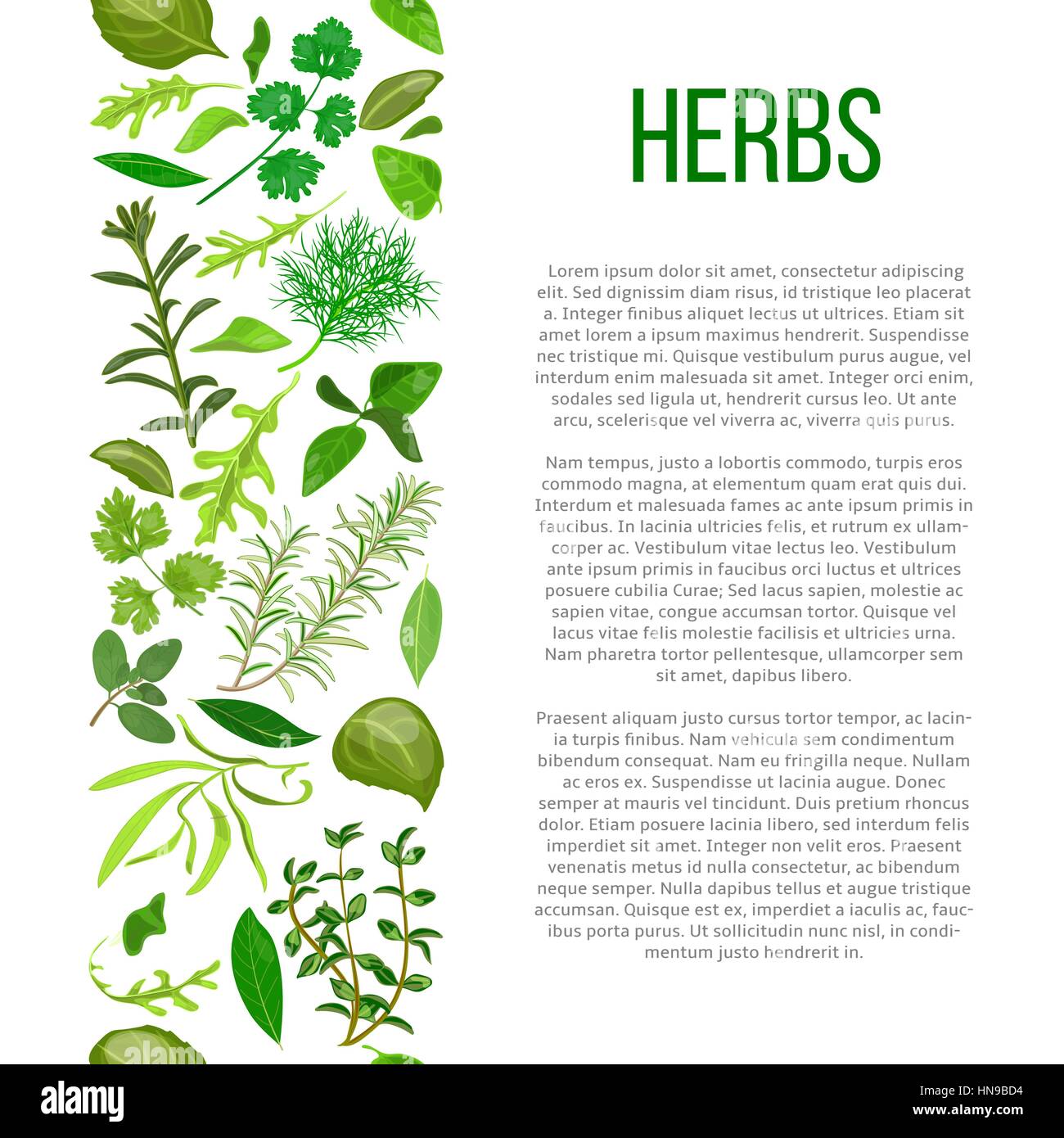 Popular culinary herbs set in column with description. Benefits of cooking spices in informative poster with text. Design for cosmetics, store, market Stock Vector