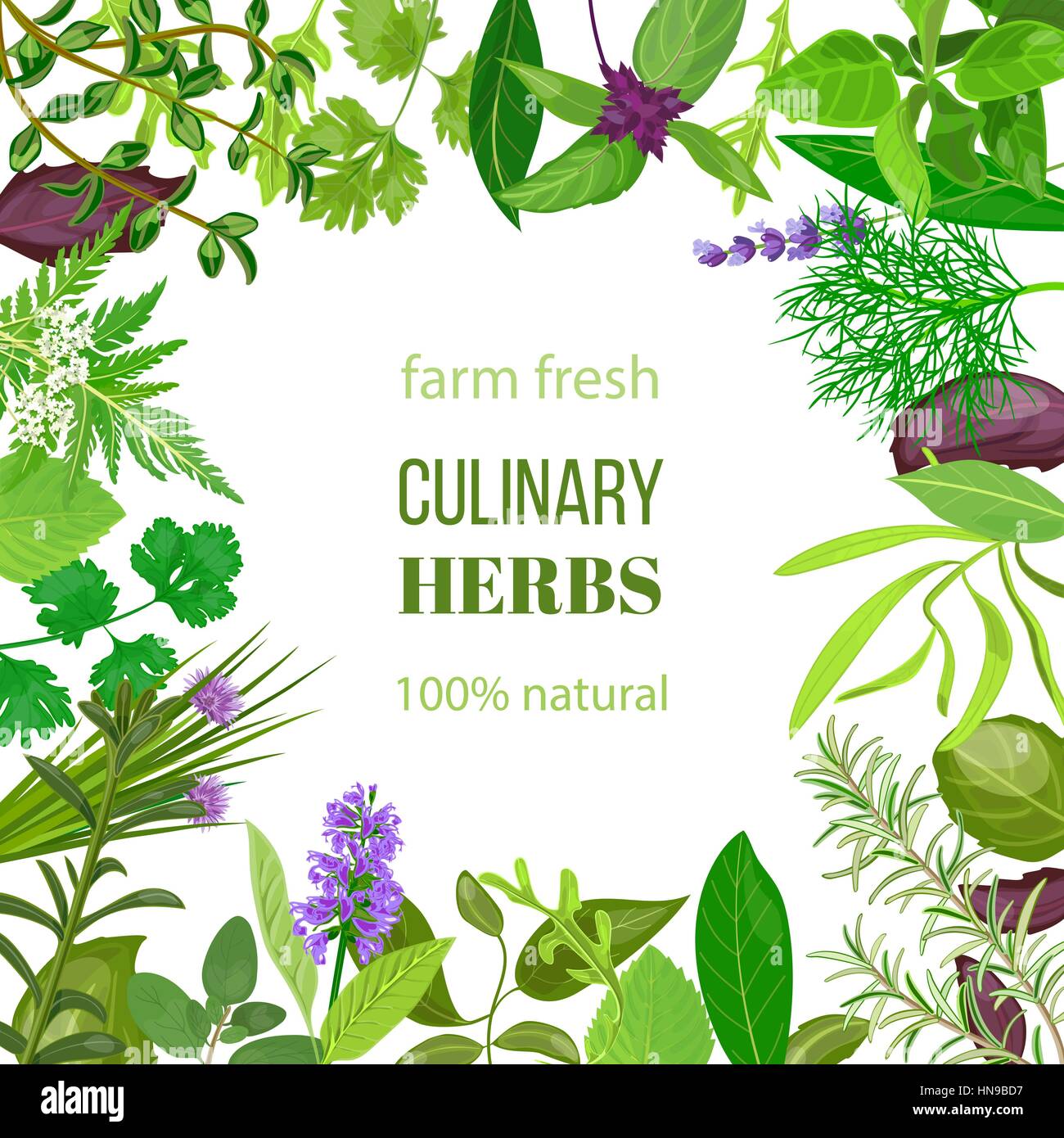 Culinary herbs ornament with text 100 natural. Vector illustration. Food design for market, menu, health care products, spa salon, ready logo, icon Stock Vector