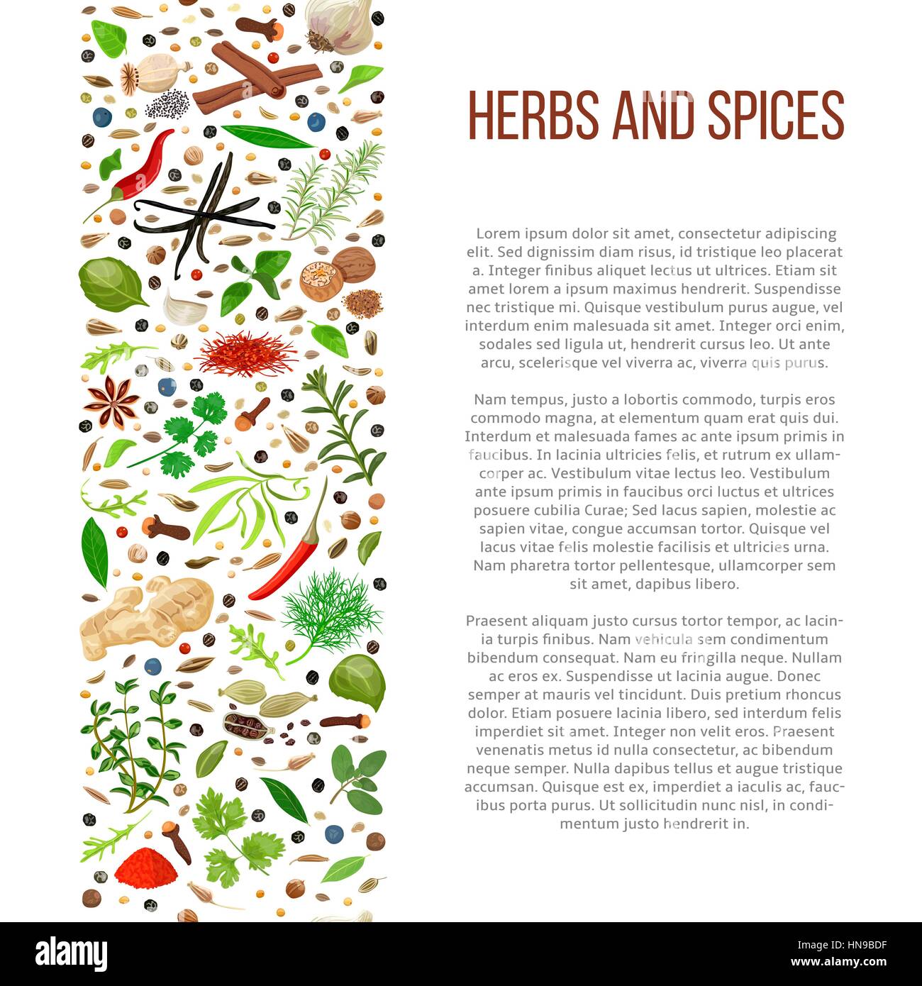 Popular culinary herbs and spices set in column with description. Benefits of cooking spices in informative poster with text. Design for cosmetics, Stock Vector