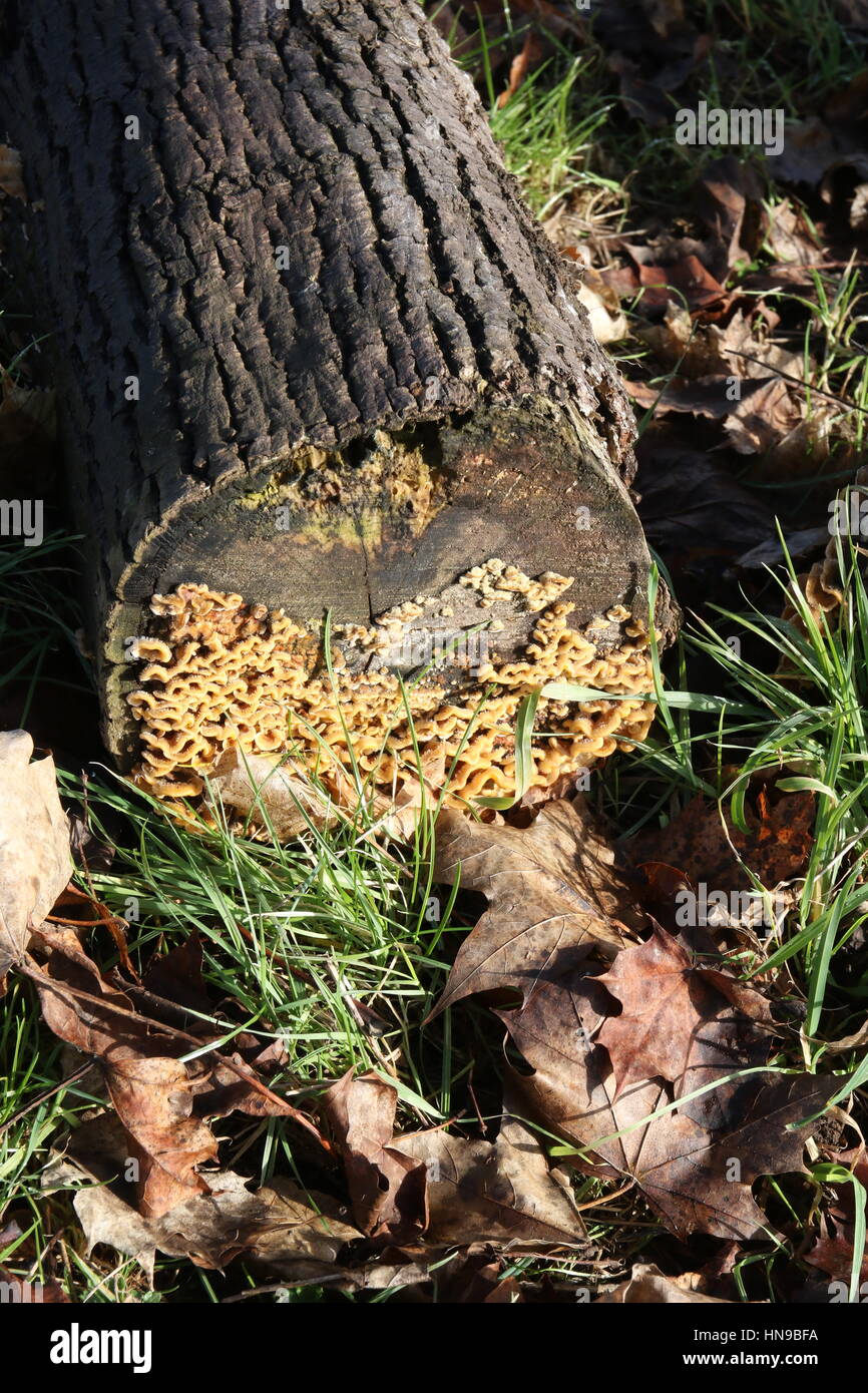 a growth of funghi on a felled tree trunk laying in sunlight Stock ...