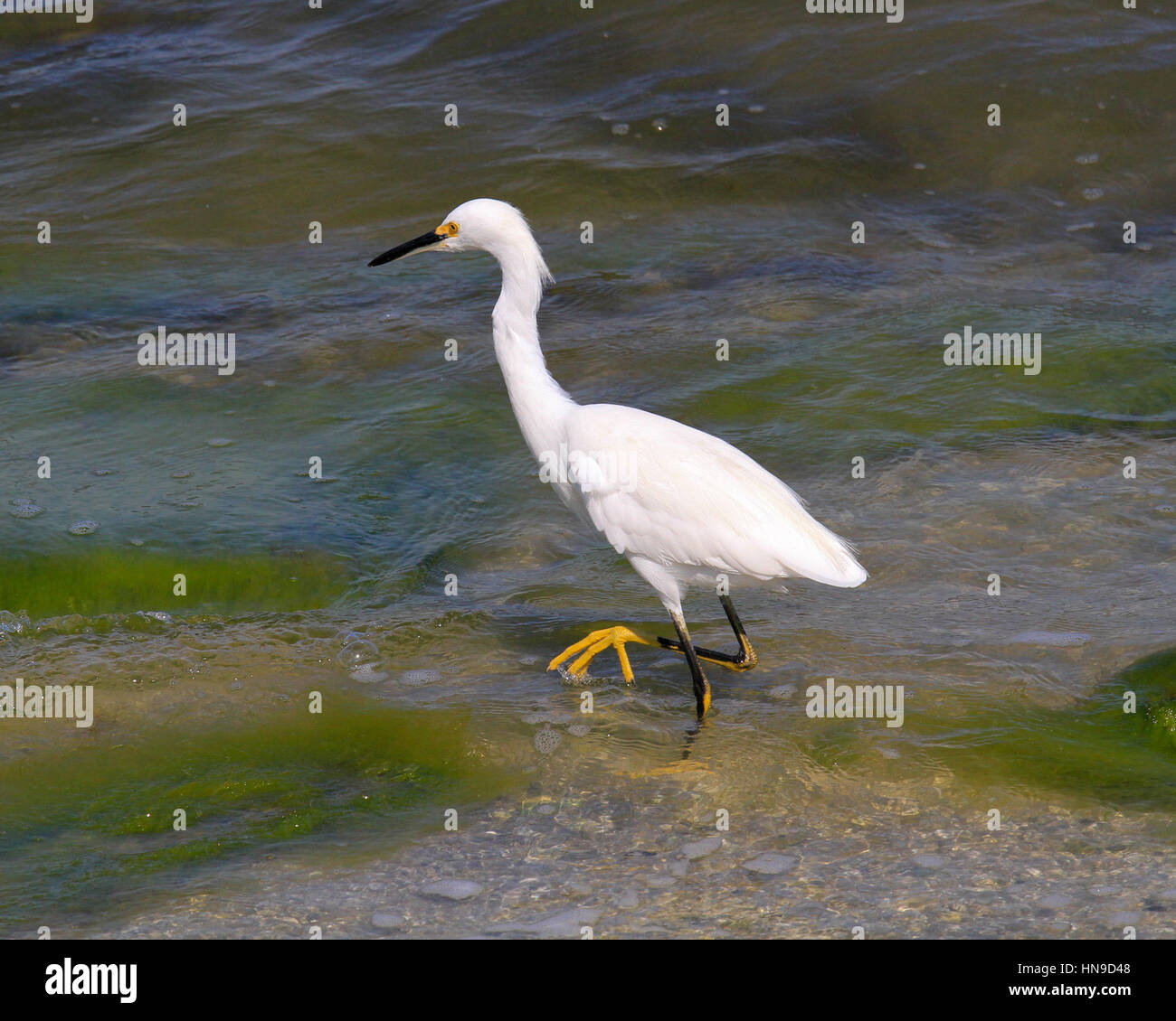 Snowy Egret Stock Photo