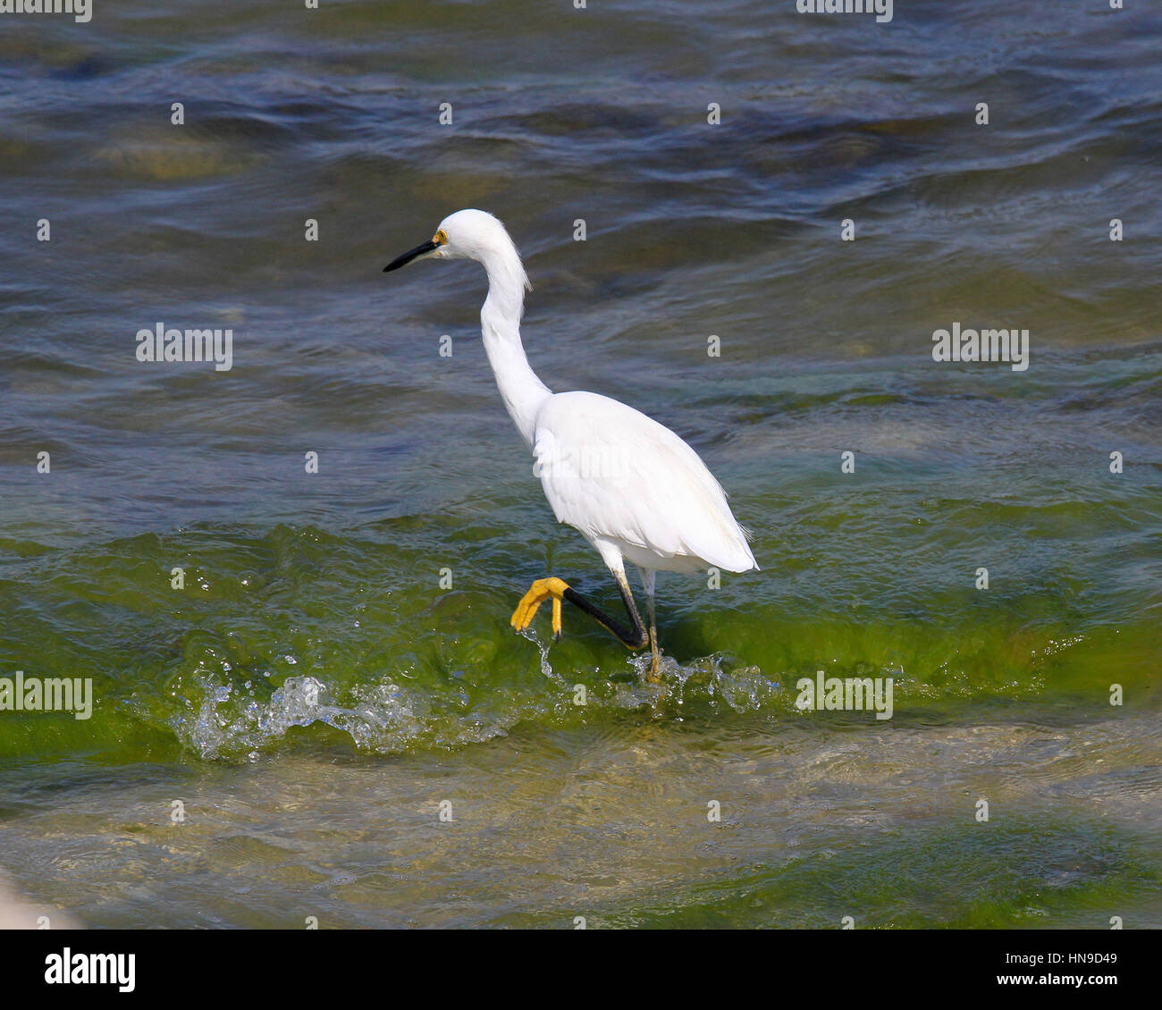 Snowy Egret Stock Photo