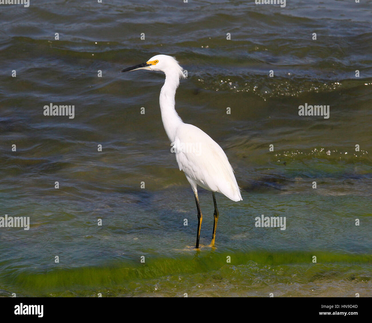 Snowy Egret Stock Photo
