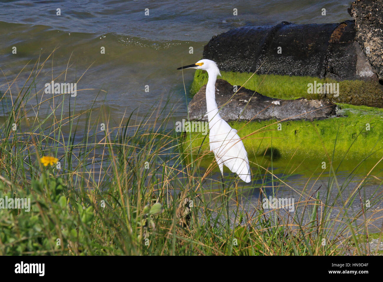 Snowy Egret Stock Photo