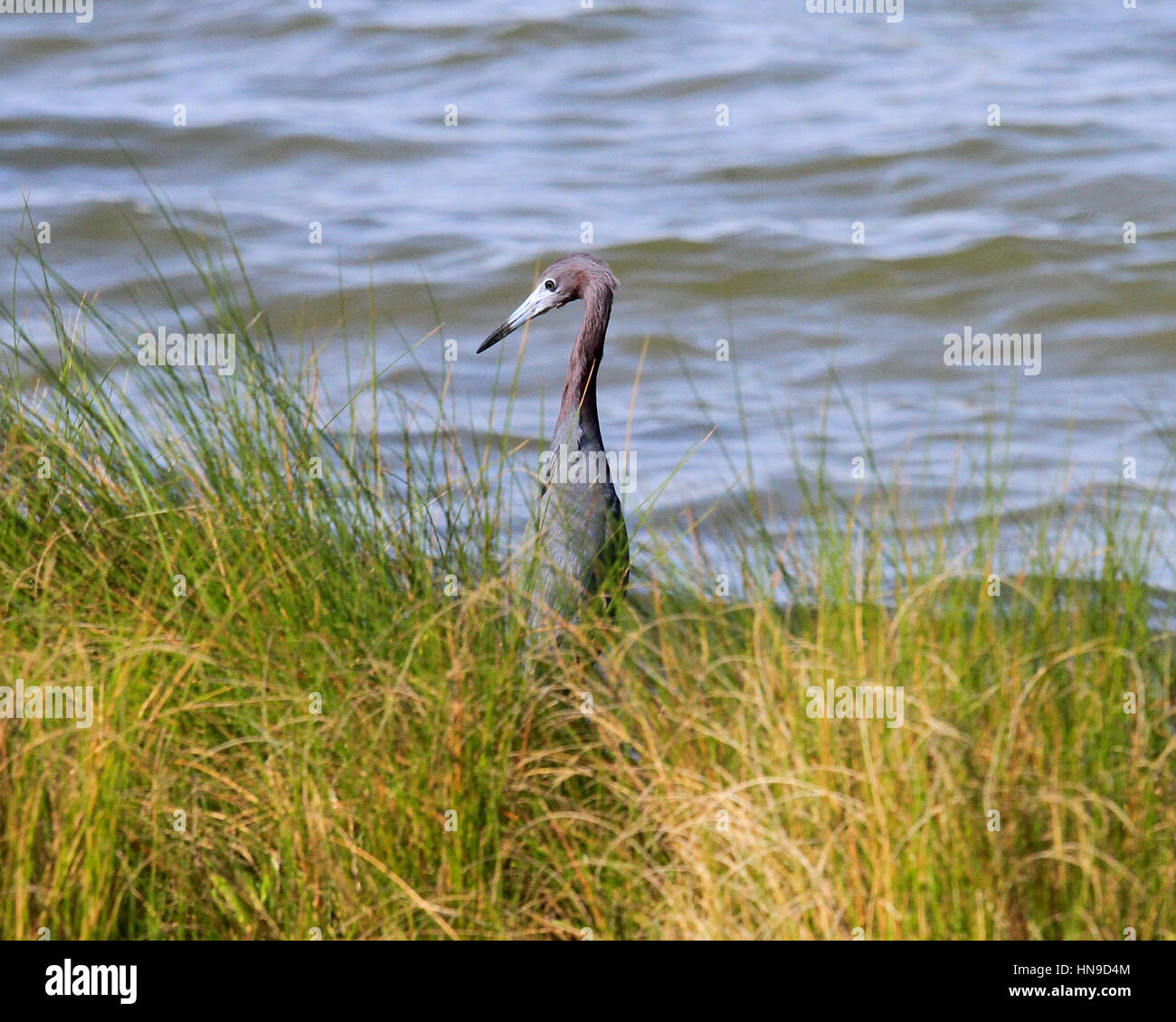 Great Blue Heron Stock Photo