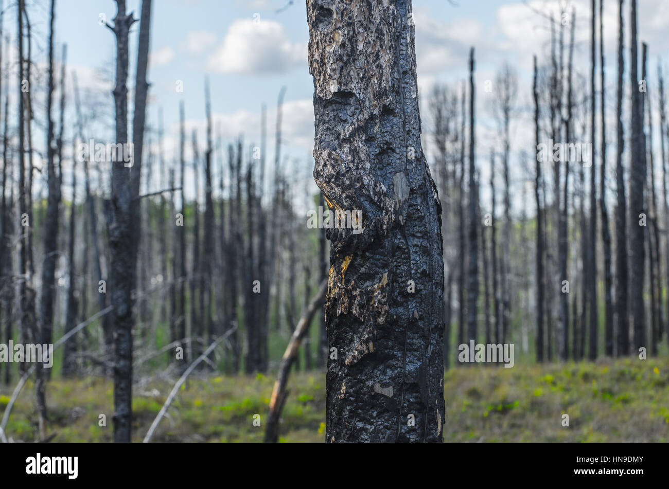 Charred trees in forest fire aftermath Stock Photo - Alamy