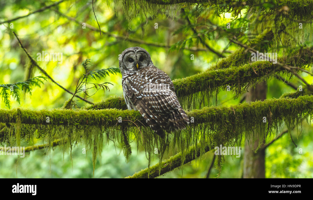 barred owl in old growth forest Stock Photo