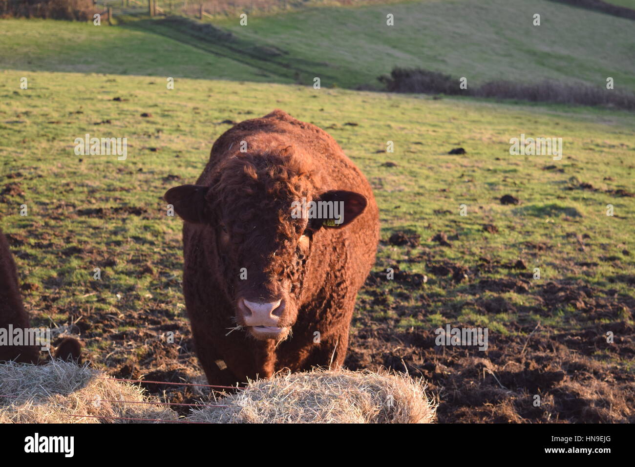 Brown cow on a green field Stock Photo - Alamy