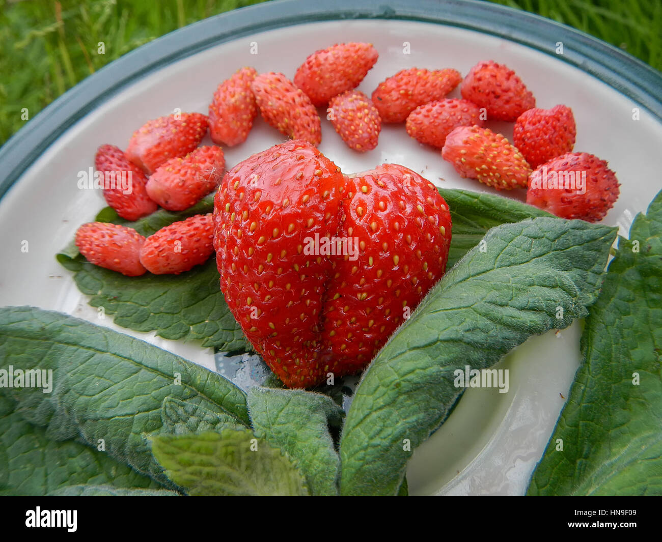Big red ripe strawberry green hi-res stock photography and images - Alamy