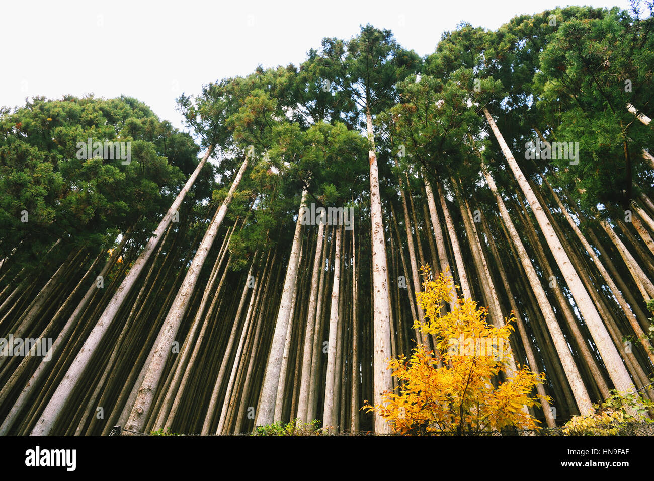 Japanese Cedar trees in Okutama, Tokyo, Japan Stock Photo