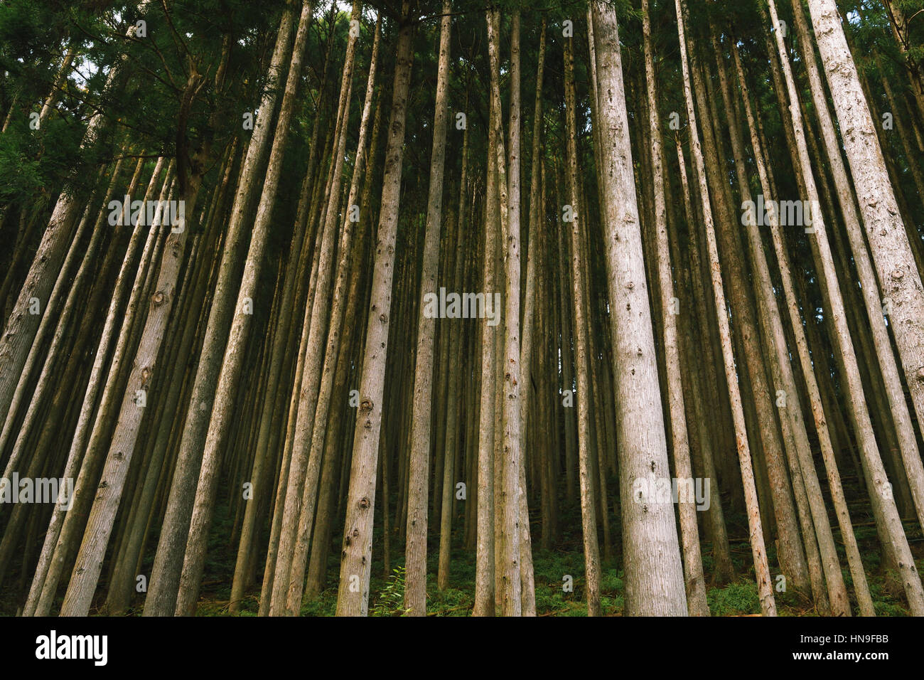 Japanese Cedar trees in Okutama, Tokyo, Japan Stock Photo