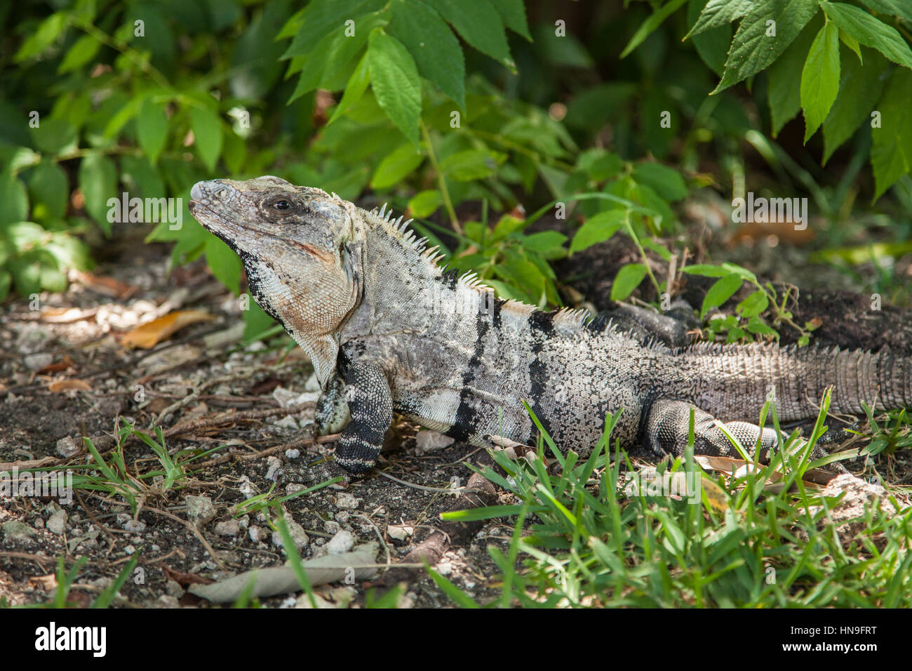 Black spiny-tailed iguana (Ctenosaura similis) at the Grand Bahia Principe Coba resort, Riviera Maya, Quintana Roo, Mexico. Stock Photo