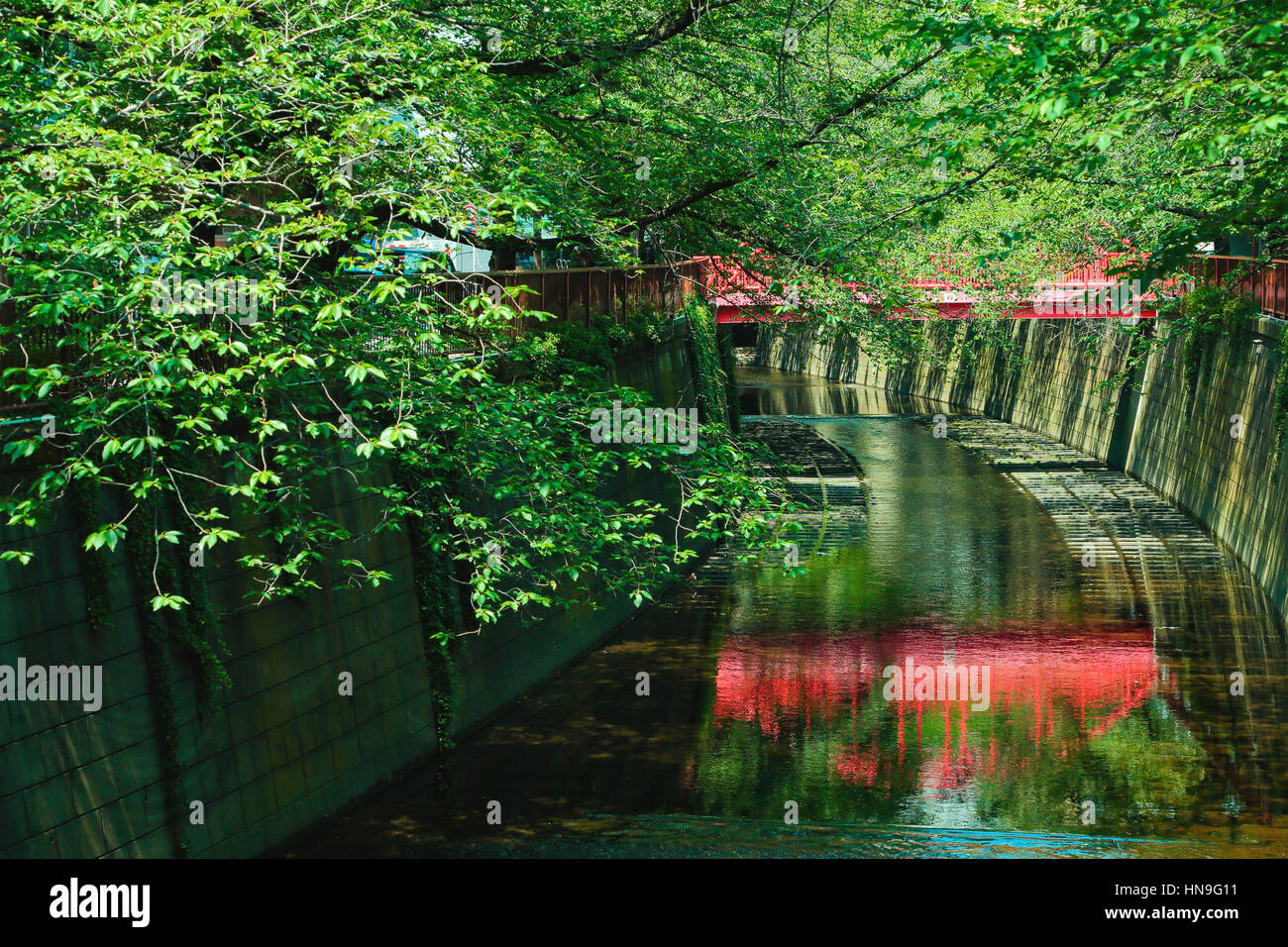 Fresh green at Meguro river, Tokyo, Japan Stock Photo