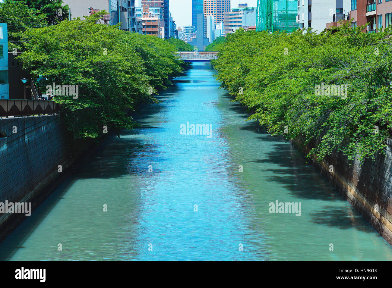 Fresh green at Meguro river, Tokyo, Japan Stock Photo