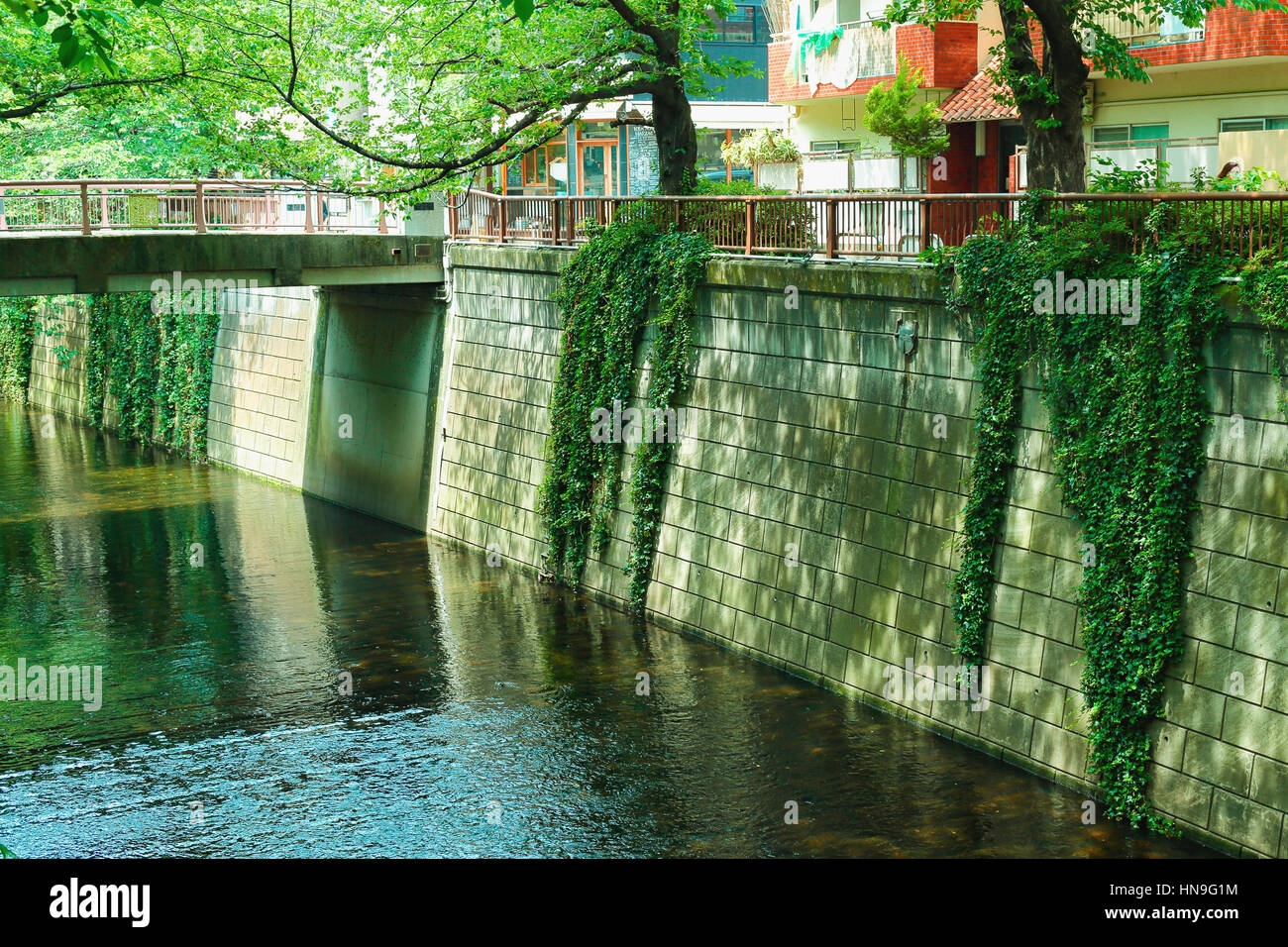 Fresh green at Meguro river, Tokyo, Japan Stock Photo